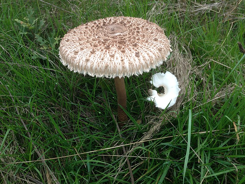 File:Fungus 004.jpg