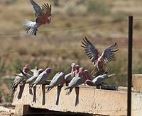 Rosakakadu (Eolophus roseicapilla)