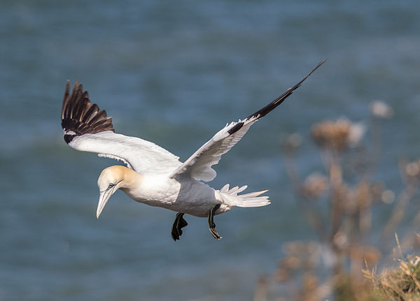 Gannet, Bempton Cliffs, Yorkshire