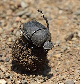 Gymnopleurini Tribe of beetles