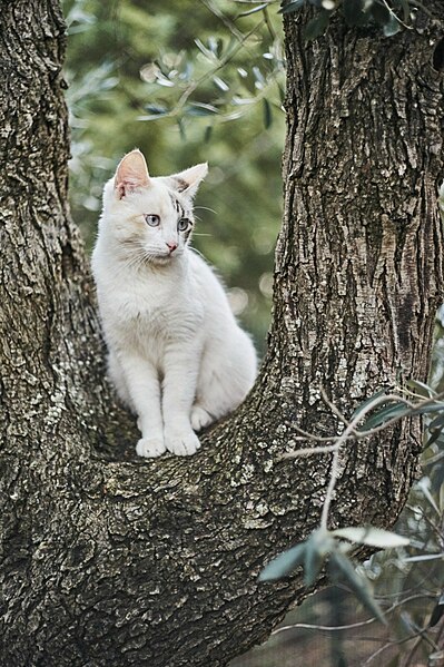 File:Gatto comune europeo albino su albero di ulivo secolare lucano.jpg