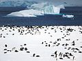 Gentoo Penguin Colony (16048405889).jpg