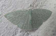 Geometridae-Comostolopsis leuconeura-22mm-09.jpg