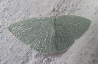<i>Comostolopsis</i> Genus of moths