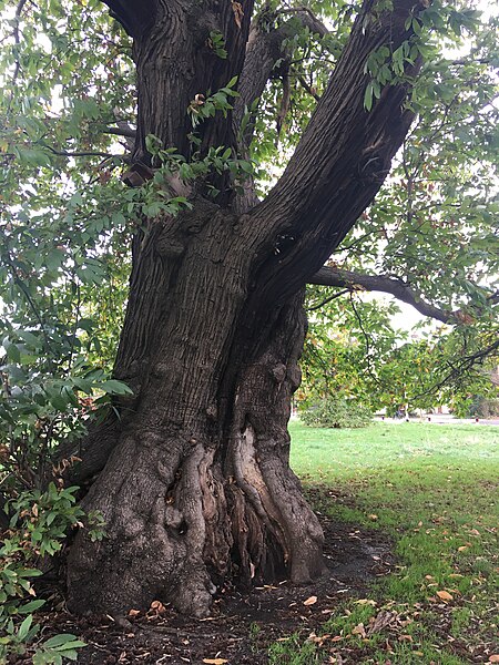 File:George Green Sweet Chestnut (4).jpg