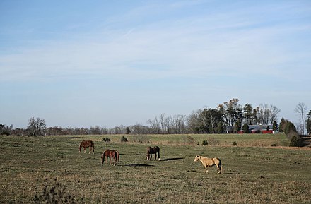 Horses graze on a farm along Henriott Road in Georgetown Township. Georgetownhorse.jpg