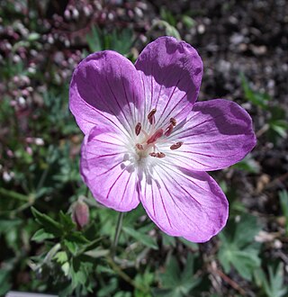 <i>Geranium californicum</i> Species of flowering plant