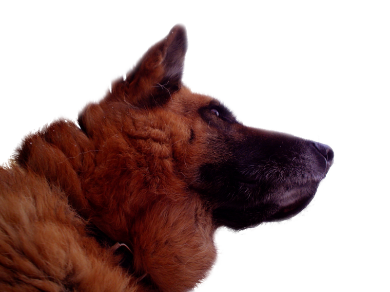 File:German Shepherd Transparent.png