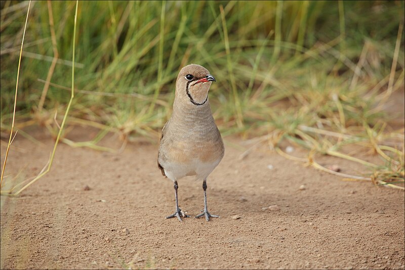 File:Glareola pratincola in Ambosélie National Park kenya.jpg