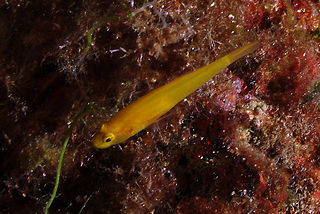 Golden goby Species of fish