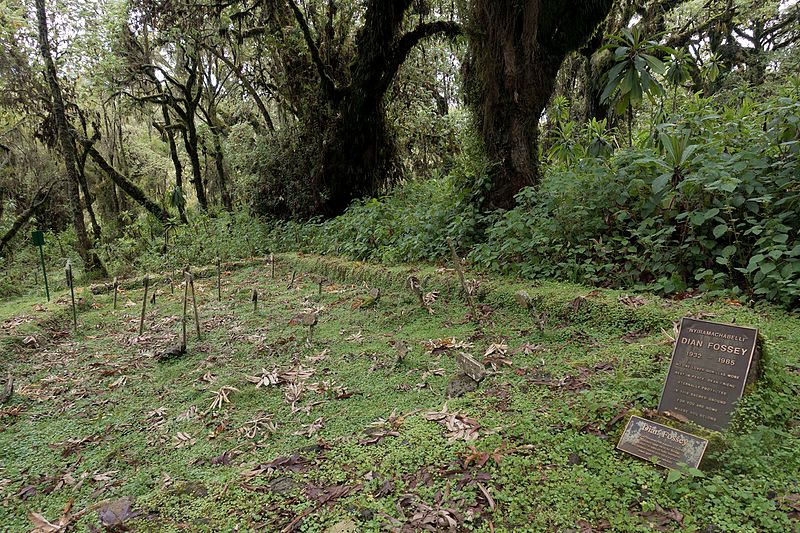 File:Gorilla and Dian Fossey's graveyard.jpg