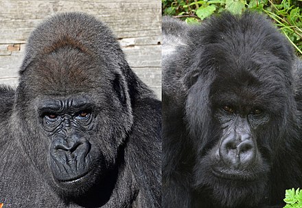 Western gorilla (Gorilla gorilla) and eastern gorilla (Gorilla beringei)