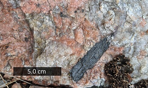 Granitic pegmatite composed of plagioclase and K-feldspar, large hornblende crystal present. Scale bar is 5.0 cm