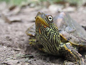 Graptemys versa, Kimble County, Texas.jpg