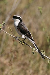 Serengeti, Tanzania Graumantelwurger Lanius excubitoroides.JPG