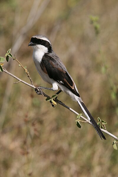 File:Graumantelwürger Lanius excubitoroides.JPG