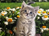 Gray-kitten-with-flowers.jpg