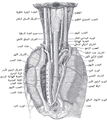 الموقع والعلاقة للمريء في المنطقة العنقية والمنصف الخلفي (الحيز المشتمل على كل ما في الصدر عدا الرئتين) كما يرى من الخلف.