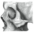 Close up of side view of the skull.
