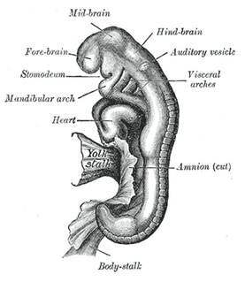 <span class="mw-page-title-main">Otic vesicle</span> Two sac-like invaginations formed and subsequently closed off during embryonic development