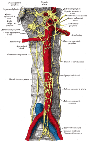 Ganglion prévertébral