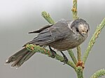 Thumbnail for File:Gray Jay RWD2.jpg