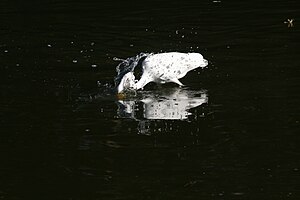 Great egret strikes for a fish