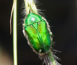 <i>Chiloloba</i> Genus of beetles