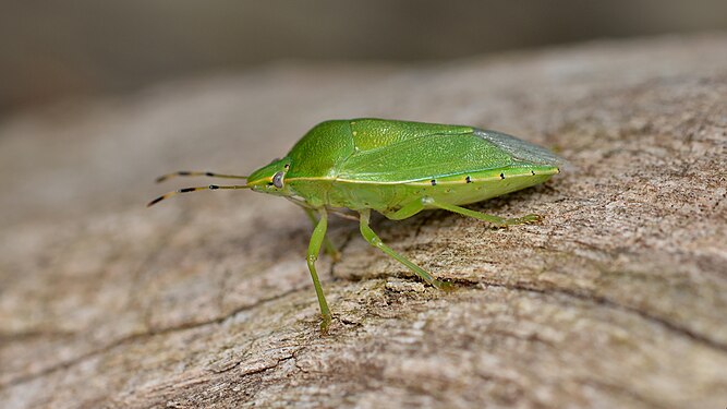 Green Stink Bug (Chinavia hilaris)