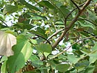 Grewia asiatica (586511213).jpg