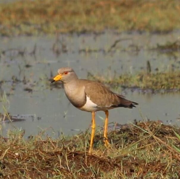 File:Grey headed lapwing.jpg