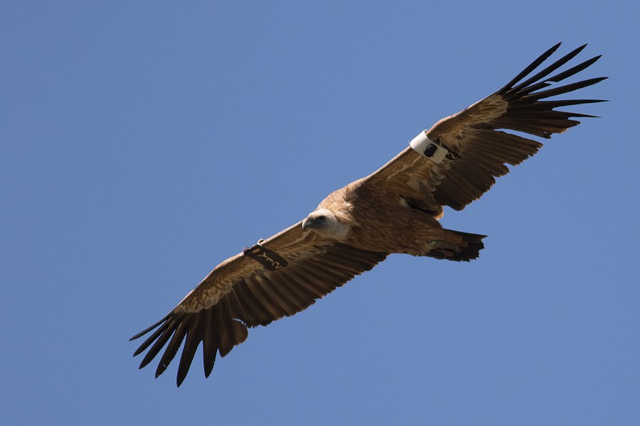 Griffon vulture at Gamla