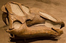 Cráneo de saurolofino Gryposaurus notabilis.