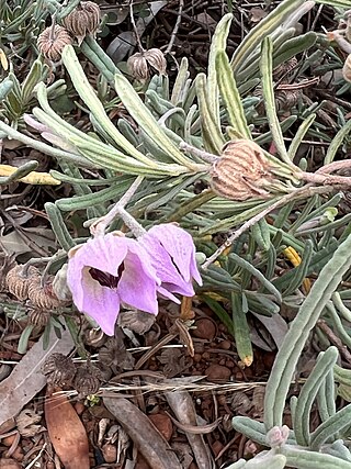 <i>Guichenotia intermedia</i> Species of flowering plant
