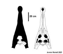 Gunggamarandu skull reconstruction.png