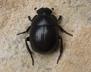 <i>Acanthonitis</i> Genus of beetles