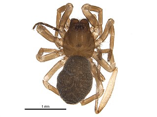 <i>Hackmania</i> Genus of spiders