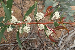 Hakea ilicifolia flowers.jpg