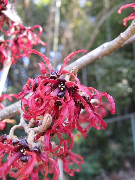 File:Hamamelis x intermedia 'Diana'1.jpg