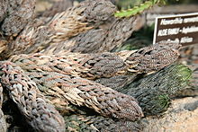 H. reinwardtii with its typical thin, strongly tubercled leaves Haworthia renwardtii (3104102162).jpg