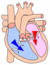 Heart diastole.png