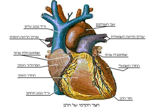 לב האדם