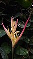 Heliconia by Averthanath Babu.jpg