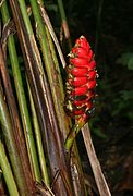 Heliconia imbricata