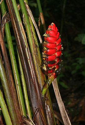 Heliconia imbricata, inflorescence