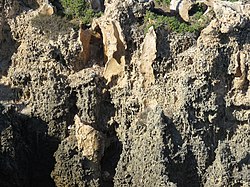 Tamala Limestone of the Henderson Cliffs in Beeliar Regional Park Henderson Cliffs, Beeliar Regional Park, May 2021 13.jpg