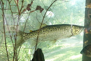 <i>Hepsetus cuvieri</i> Species of fish