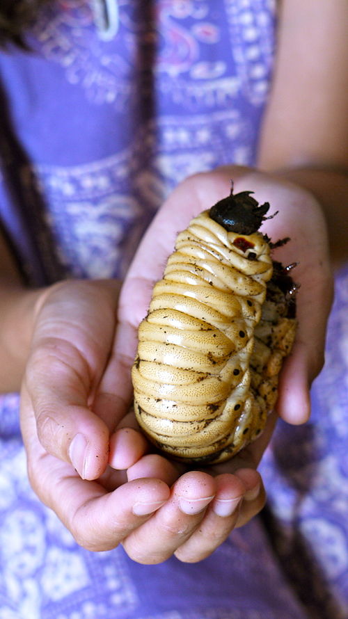 The larvae of the Hercules beetle (Dynastes hercules) are among the largest of any species of insect