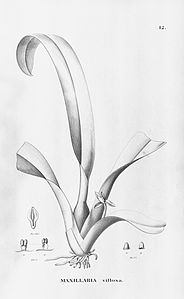 plate 12 Heterotaxis villosa (as syn. Maxillaria villosa)