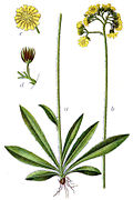 Hieracium cymosum